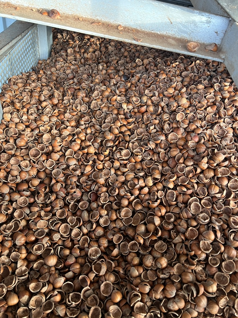 Lavorazione gusci di nocciola – Ecofuel Presenzano
